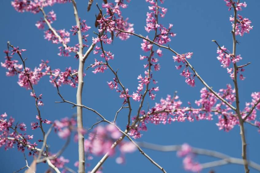 pink flowers around campus